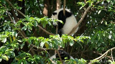 熊猫竹子幼崽野生动物